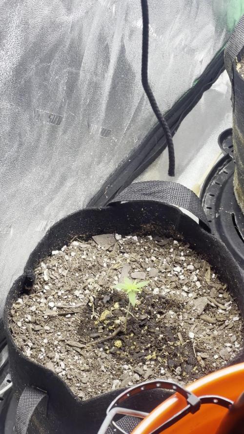 Green Bodhi Golden Pineapple 2nd Grow