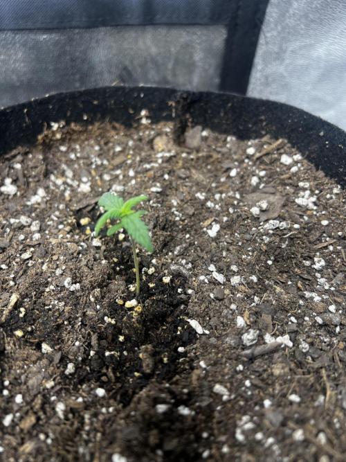Green Bodhi Golden Pineapple 2nd Grow. Week 1