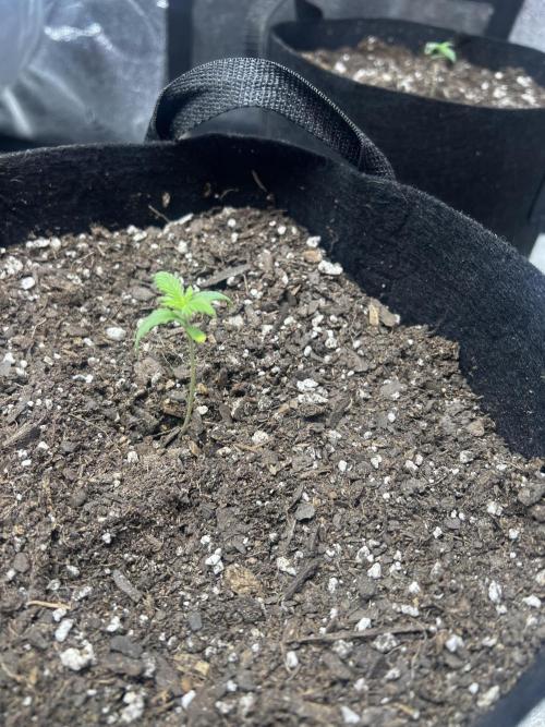 Green Bodhi Golden Pineapple 2nd Grow. Week 1