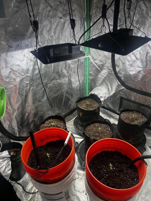 Green Bodhi Golden Pineapple 2nd Grow. Week 1