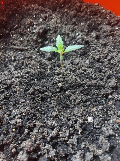 Green Bodhi Golden Pineapple 2nd Grow. Week 1