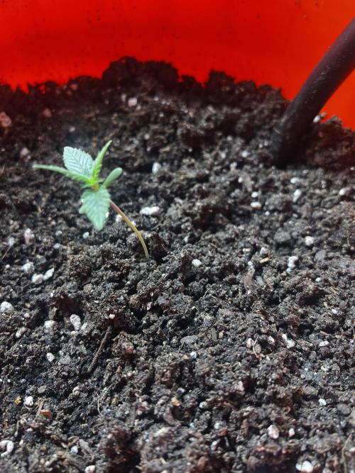 Green Bodhi Golden Pineapple 2nd Grow. Week 1