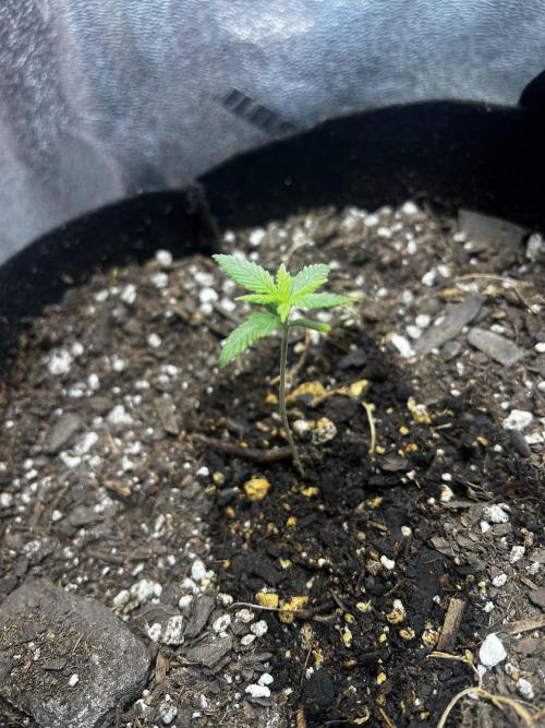 Green Bodhi Golden Pineapple 2nd Grow. Week 1