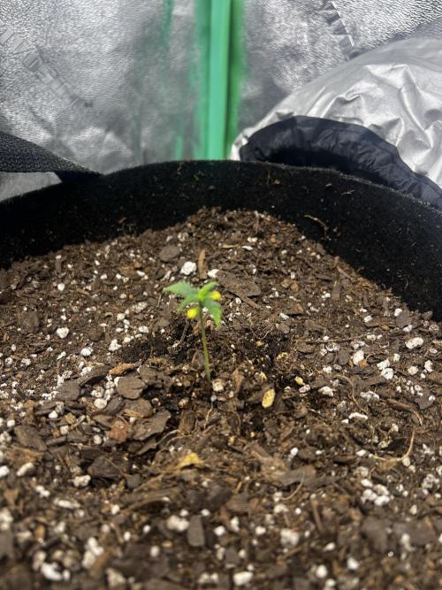 Green Bodhi Golden Pineapple 2nd Grow. Week 1