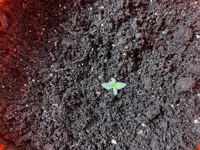 Green Bodhi Golden Pineapple 2nd Grow. Week 2