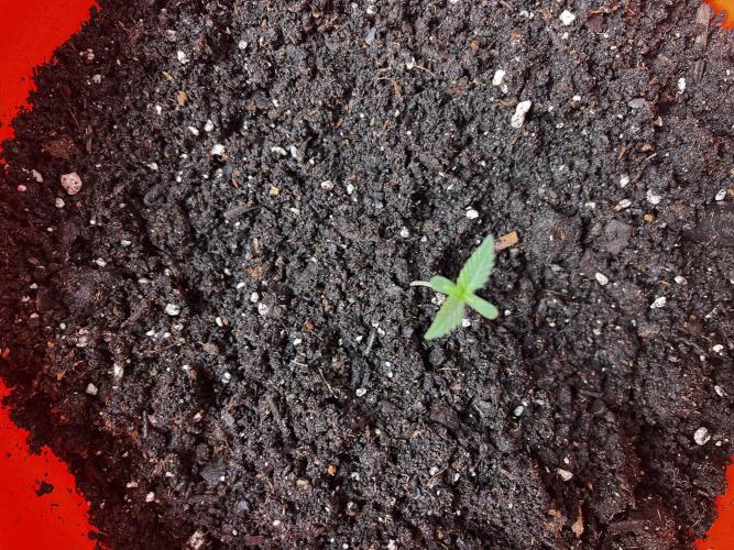 Green Bodhi Golden Pineapple 2nd Grow. Week 2