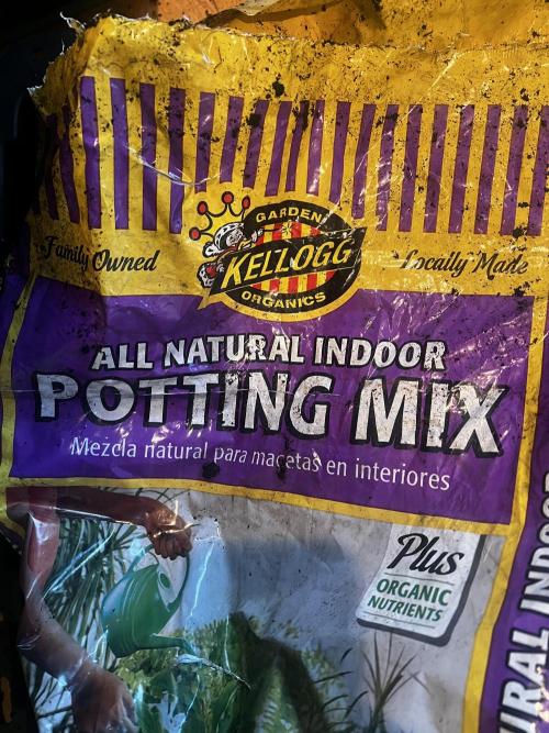 Green Bodhi Golden Pineapple 2nd Grow. Week 3