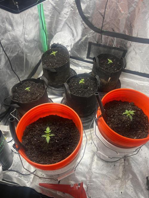 Green Bodhi Golden Pineapple 2nd Grow. Week 3