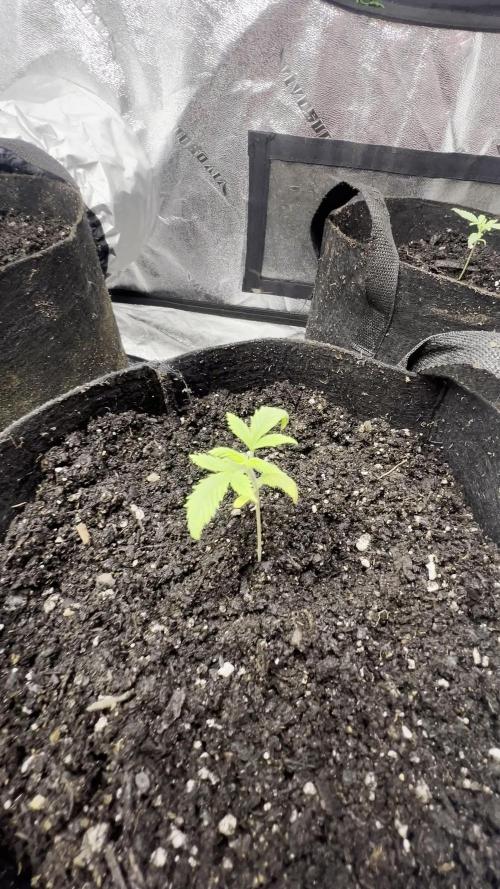 Green Bodhi Golden Pineapple 2nd Grow