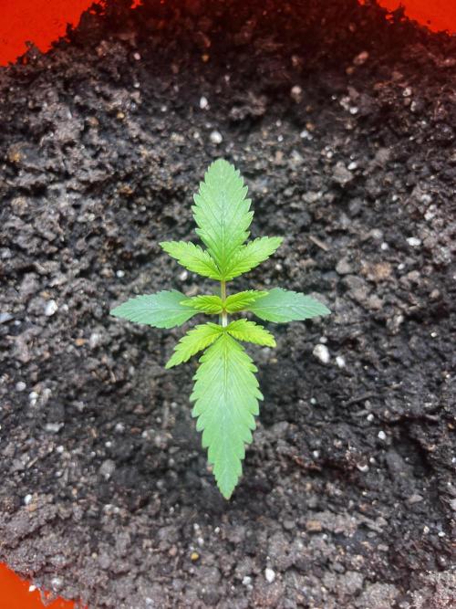 Green Bodhi Golden Pineapple 2nd Grow. Week 3