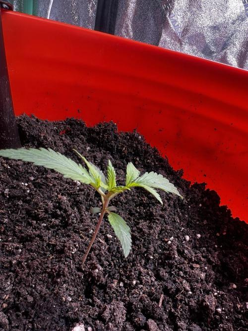 Green Bodhi Golden Pineapple 2nd Grow. Week 3