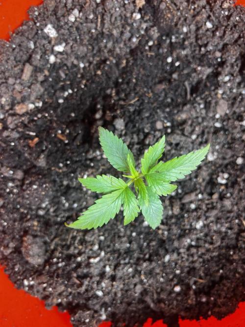 Green Bodhi Golden Pineapple 2nd Grow. Week 3