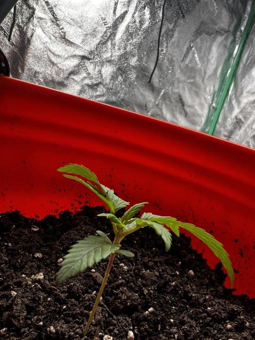 Green Bodhi Golden Pineapple 2nd Grow. Week 3