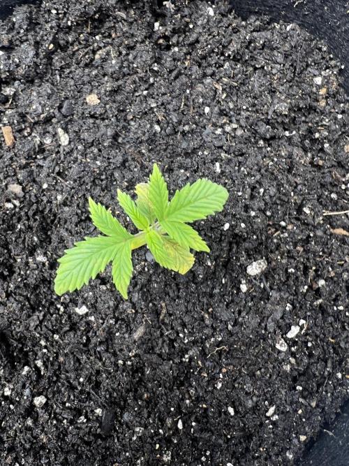 Green Bodhi Golden Pineapple 2nd Grow. Week 3