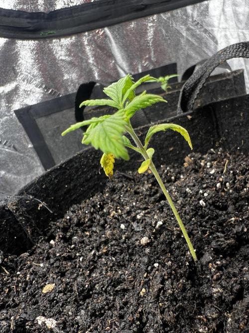 Green Bodhi Golden Pineapple 2nd Grow. Week 3