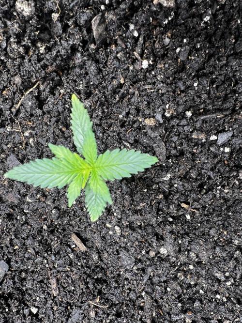 Green Bodhi Golden Pineapple 2nd Grow. Week 3