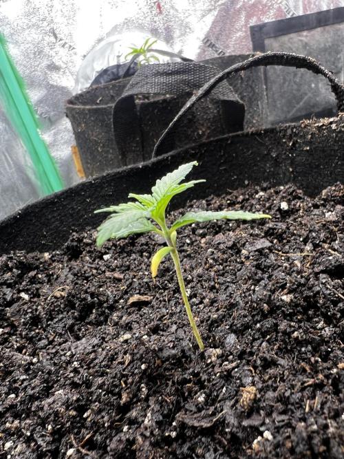 Green Bodhi Golden Pineapple 2nd Grow. Week 3