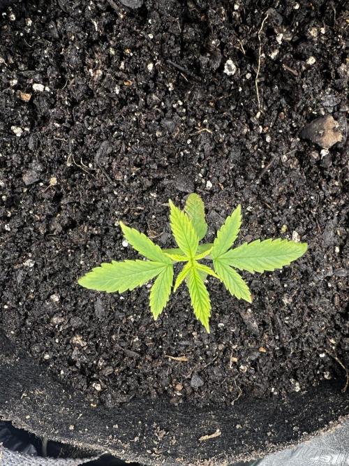 Green Bodhi Golden Pineapple 2nd Grow. Week 3