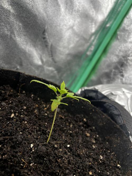 Green Bodhi Golden Pineapple 2nd Grow. Week 3