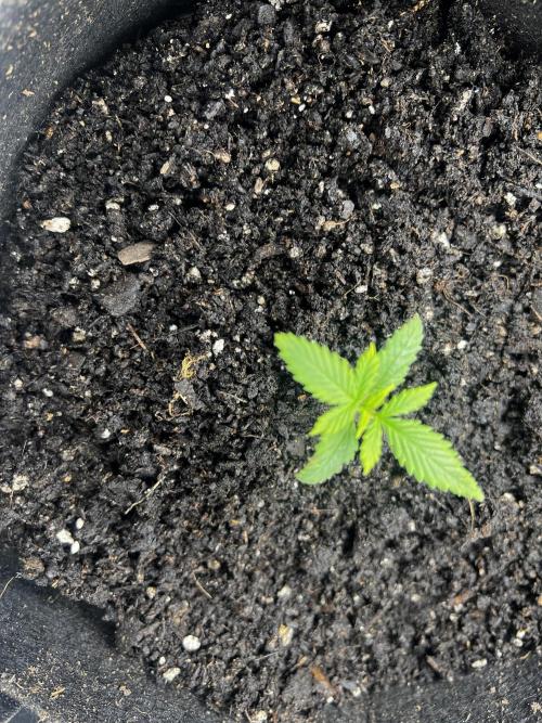 Green Bodhi Golden Pineapple 2nd Grow. Week 3