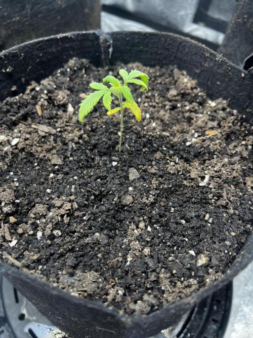 Green Bodhi Golden Pineapple 2nd Grow. Week 3 - Day after transplant