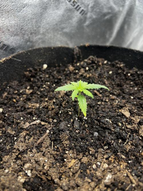 Green Bodhi Golden Pineapple 2nd Grow. Week 3 - Day after transplant