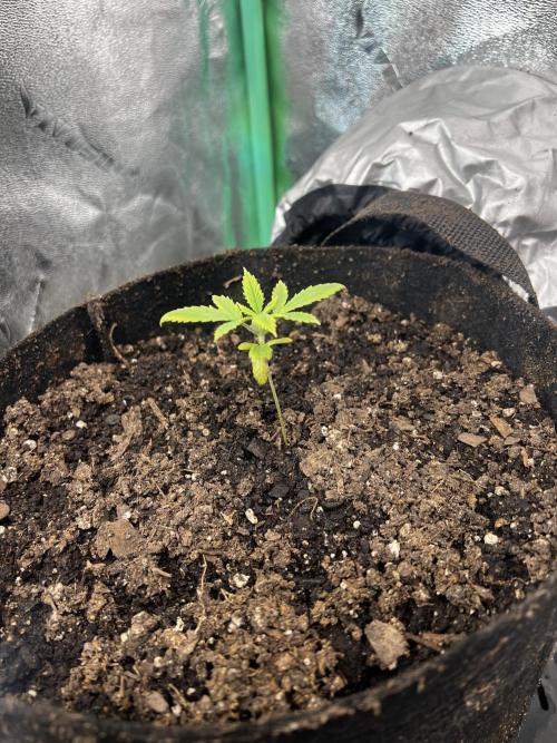 Green Bodhi Golden Pineapple 2nd Grow. Week 3 - Day after transplant