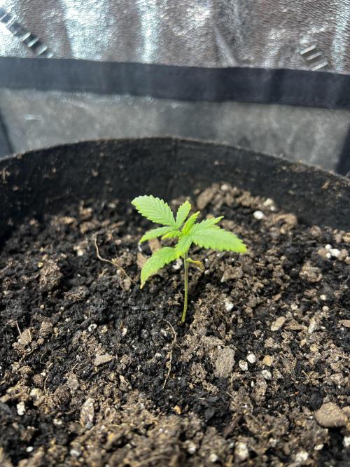 Green Bodhi Golden Pineapple 2nd Grow. Week 3 - Day after transplant