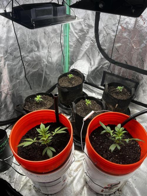 Green Bodhi Golden Pineapple 2nd Grow. Week 4