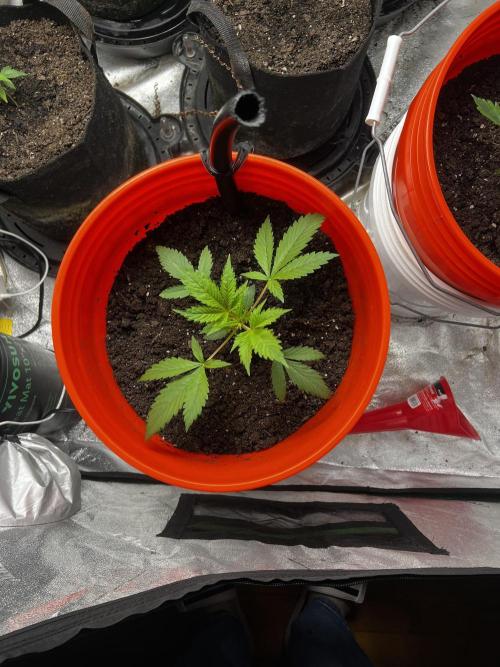 Green Bodhi Golden Pineapple 2nd Grow. Week 4