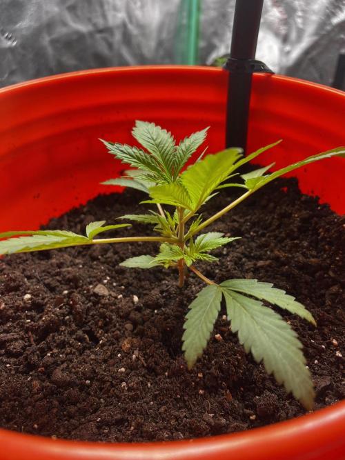 Green Bodhi Golden Pineapple 2nd Grow. Week 4