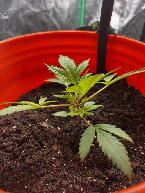 Green Bodhi Golden Pineapple 2nd Grow. Week 4