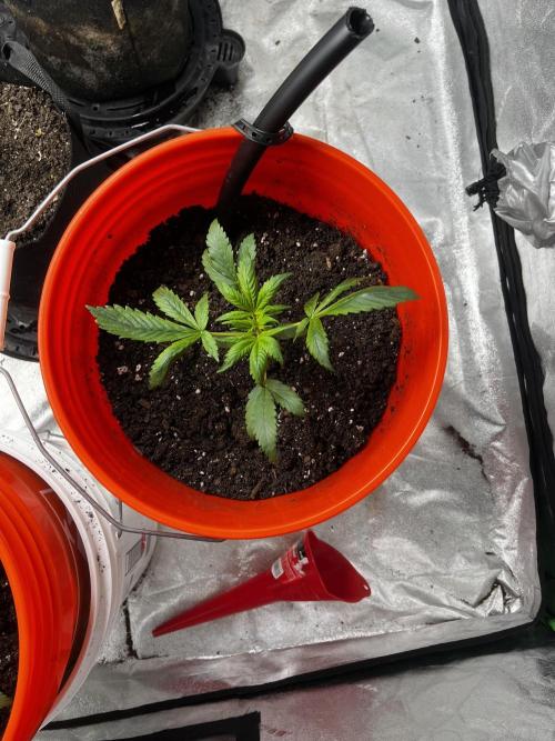 Green Bodhi Golden Pineapple 2nd Grow. Week 4