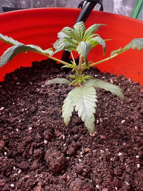 Green Bodhi Golden Pineapple 2nd Grow. Week 4