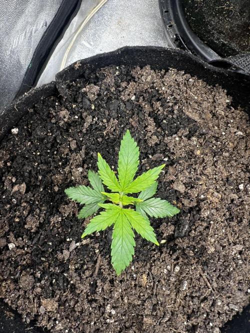 Green Bodhi Golden Pineapple 2nd Grow. Week 4