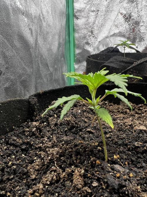 Green Bodhi Golden Pineapple 2nd Grow. Week 4