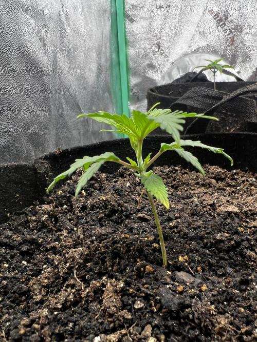 Green Bodhi Golden Pineapple 2nd Grow. Week 4