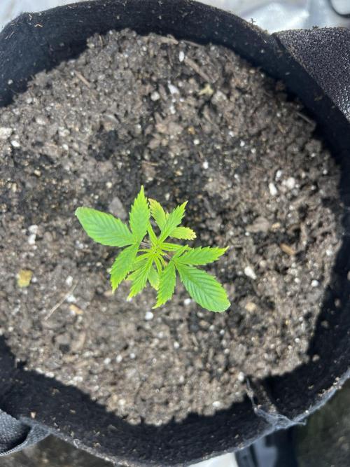 Green Bodhi Golden Pineapple 2nd Grow. Week 4