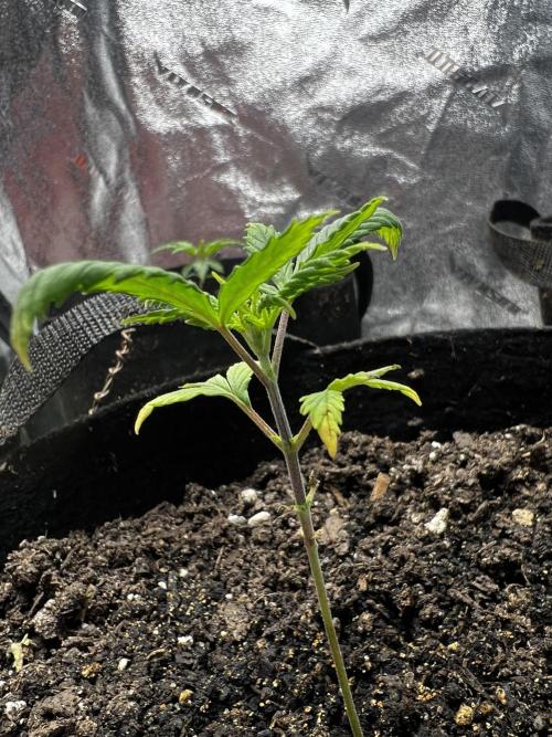 Green Bodhi Golden Pineapple 2nd Grow. Week 4