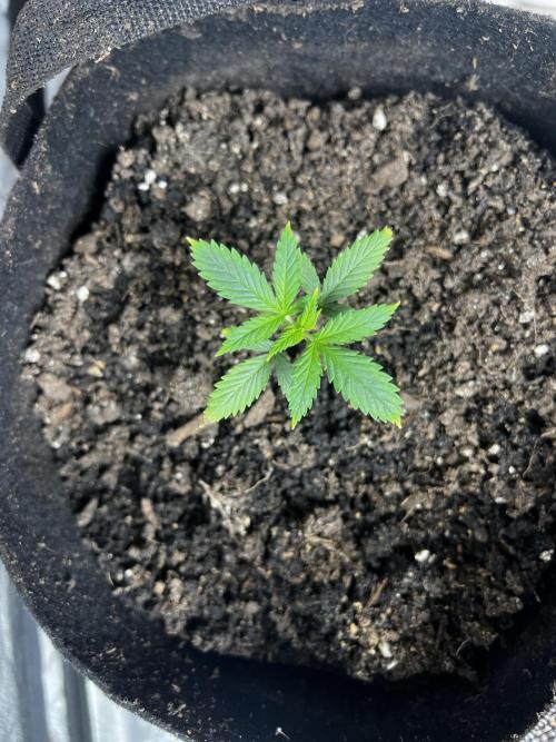 Green Bodhi Golden Pineapple 2nd Grow. Week 4