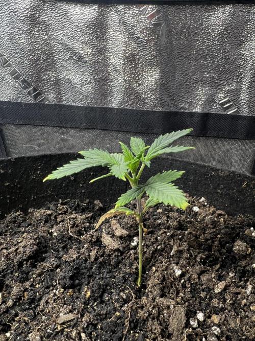 Green Bodhi Golden Pineapple 2nd Grow. Week 4