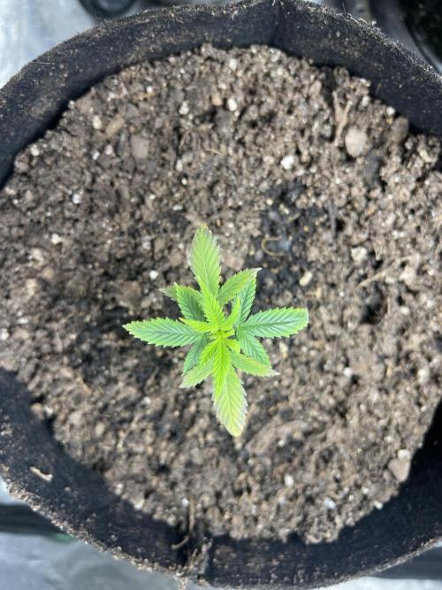 Green Bodhi Golden Pineapple 2nd Grow. Week 4