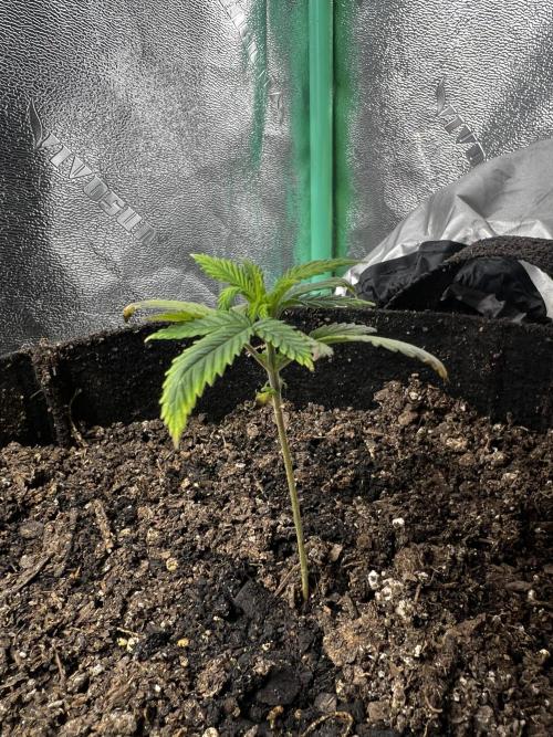 Green Bodhi Golden Pineapple 2nd Grow. Week 4