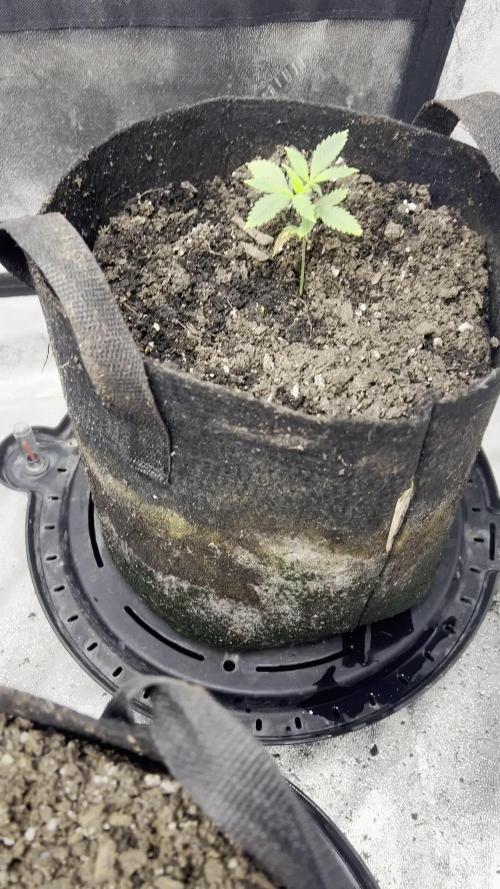 Green Bodhi Golden Pineapple 2nd Grow