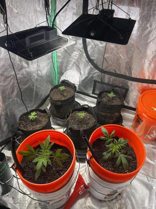 Green Bodhi Golden Pineapple 2nd Grow. Week 4