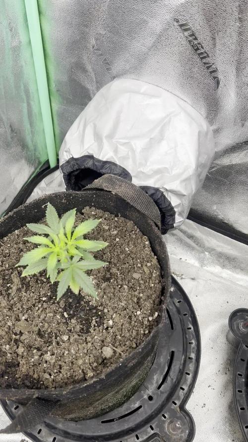 Green Bodhi Golden Pineapple 2nd Grow