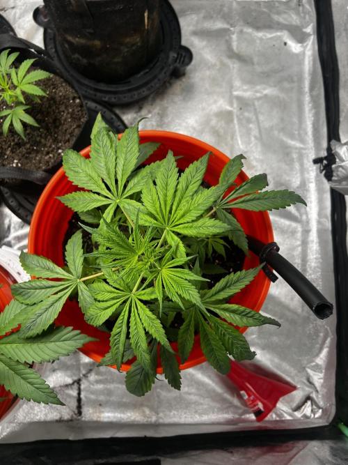 Green Bodhi Golden Pineapple 2nd Grow. Week 5