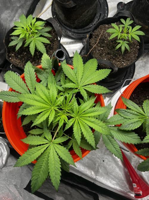 Green Bodhi Golden Pineapple 2nd Grow. Week 5