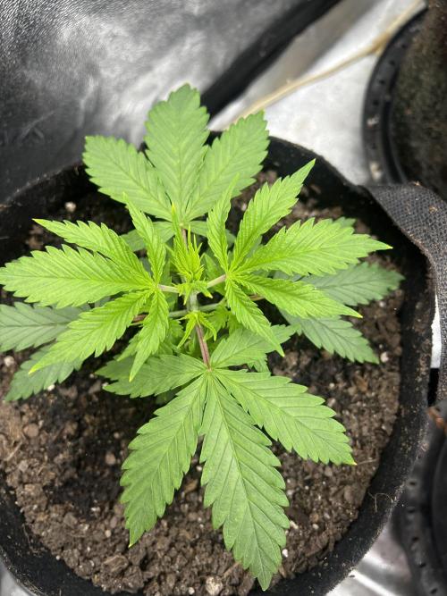 Green Bodhi Golden Pineapple 2nd Grow. Week 5