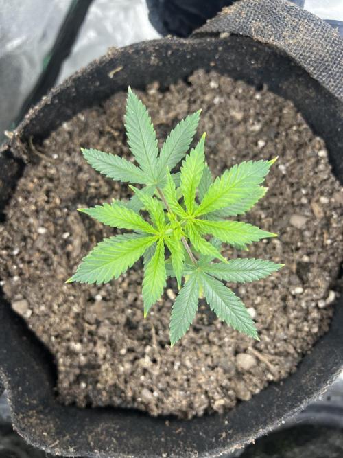 Green Bodhi Golden Pineapple 2nd Grow. Week 5